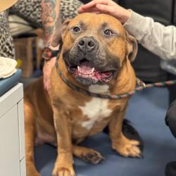 Shelter Stray Male Dog last seen , 980 Guilford College Rd, Greensboro, NC 27409, USA