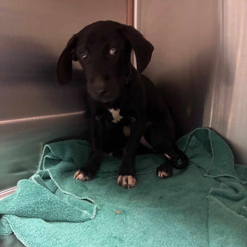 Shelter Stray Female Dog last seen , 980 Guilford College Rd, Greensboro, NC 27409, USA