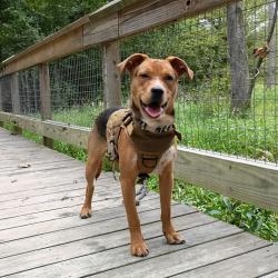 Shelter Stray Male Dog last seen , 980 Guilford College Rd, Greensboro, NC 27409, USA