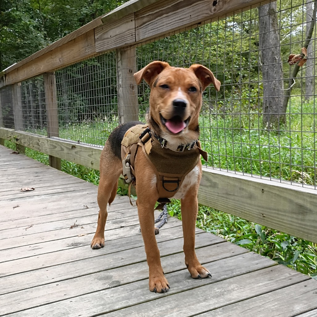 Shelter Stray Male Dog last seen , 980 Guilford College Rd, Greensboro, NC 27409, USA