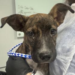 Shelter Stray Female Dog last seen , 328 Furman Hall Rd, Greenville, SC 29609, USA