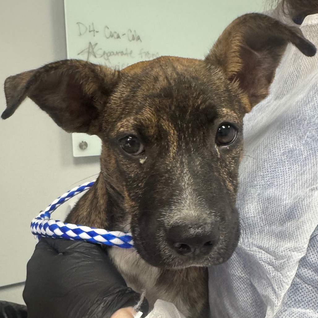 Shelter Stray Female Dog last seen , 328 Furman Hall Rd, Greenville, SC 29609, USA