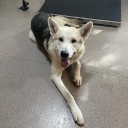 Shelter Stray Male Dog last seen , 361 S Raymond Ave, Pasadena, CA 91105, USA