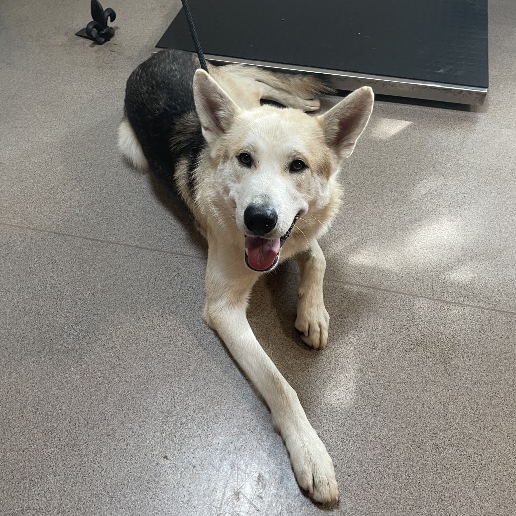Shelter Stray Male Dog last seen , 361 S Raymond Ave, Pasadena, CA 91105, USA
