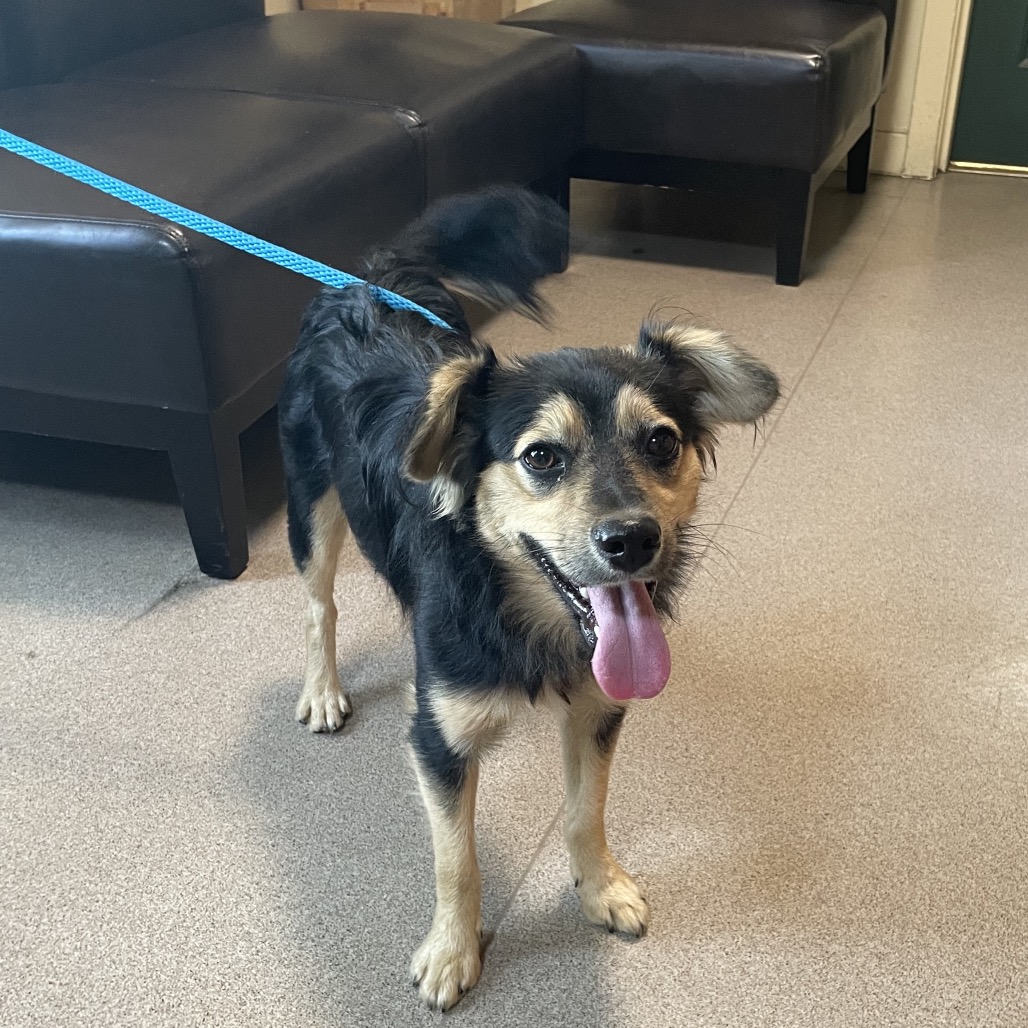 Shelter Stray Male Dog last seen , 361 S Raymond Ave, Pasadena, CA 91105, USA
