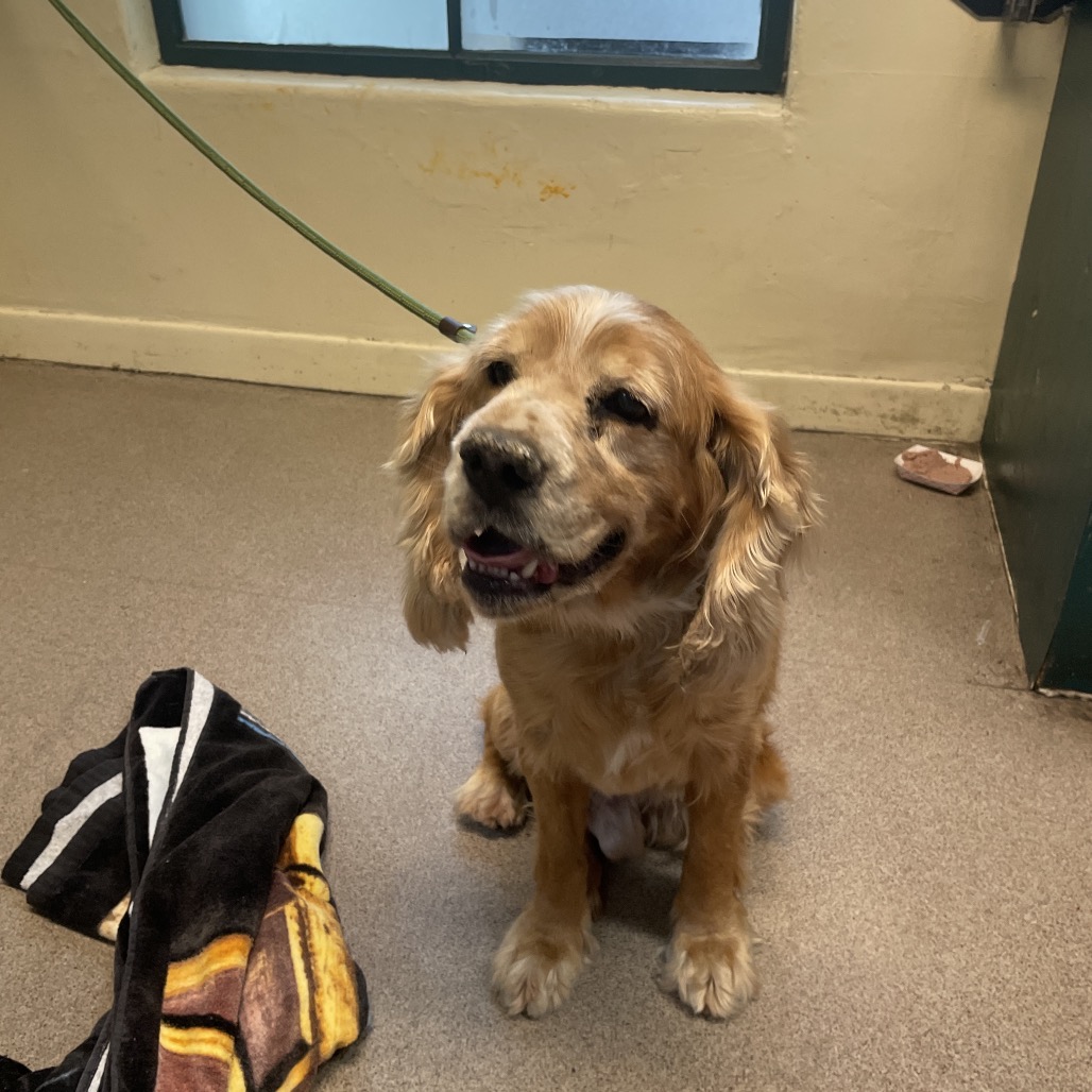 Shelter Stray Male Dog last seen , 361 S Raymond Ave, Pasadena, CA 91105, USA