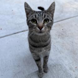Shelter Stray Unknown Cat last seen , 2608 Center St, Tacoma, WA 98409, USA