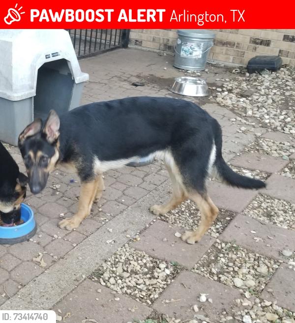 Lost Female Dog last seen Next to Wood Elementary, Arlington, TX 76017