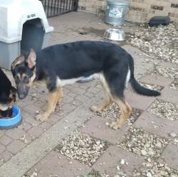 Lost Female Dog last seen Next to Wood Elementary, Arlington, TX 76017