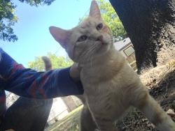 Found/Stray Male Cat last seen Sheridan, Tulsa, OK 74112