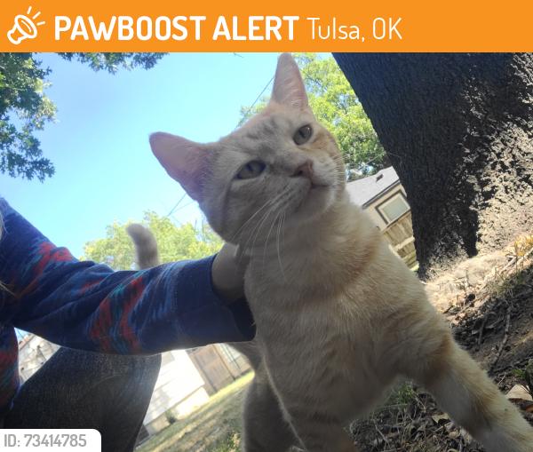 Found/Stray Male Cat last seen Sheridan, Tulsa, OK 74112