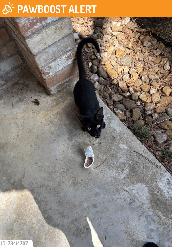 Found/Stray Female Cat last seen Misty valley, Greenwood Forest, TX 77066