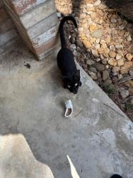Found/Stray Female Cat last seen Misty valley, Greenwood Forest, TX 77066