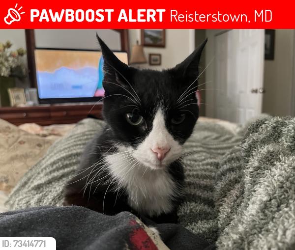 Lost Male Cat last seen Erin way and marden, Reisterstown, MD 21136