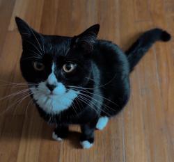 Reunited Male Cat last seen North Providence, Pawtucket, North Providence, RI 02904