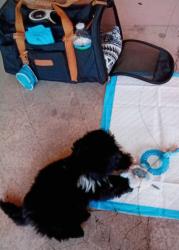 Lost Male Dog last seen Clearwood East Houston, Houston, TX 77034