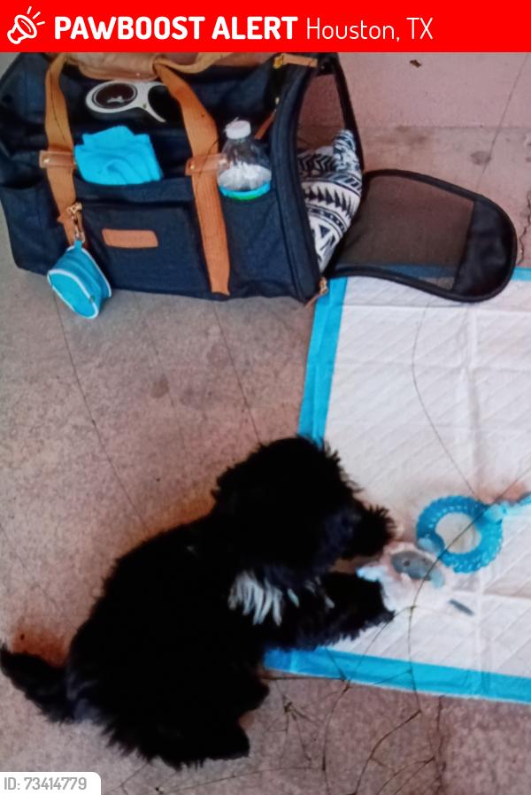 Lost Male Dog last seen Clearwood East Houston, Houston, TX 77034