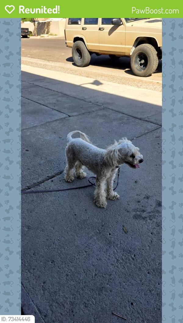 Reunited Male Dog last seen Near west Lamar rd Glendale az 85301, Glendale, AZ 85301