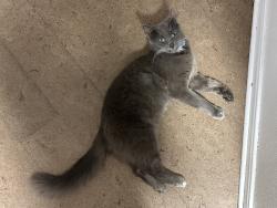 Lost Male Cat last seen Wild Buffalo and Lehman Rd, Kyle, TX 78640