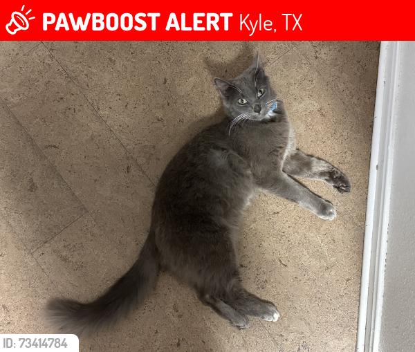 Lost Male Cat last seen Wild Buffalo and Lehman Rd, Kyle, TX 78640