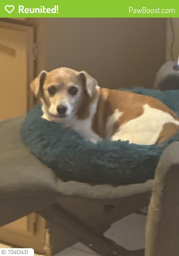 Reunited Male Dog last seen State st, Muscoy, CA 92407