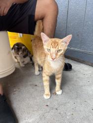 Lost Male Cat last seen Near dollar general, Houston, TX 77016