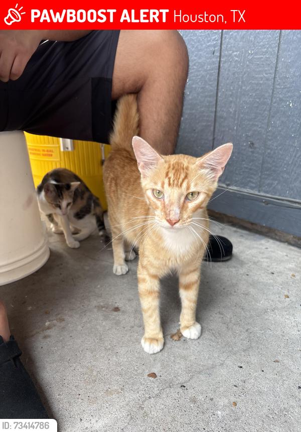Lost Male Cat last seen Near dollar general, Houston, TX 77016