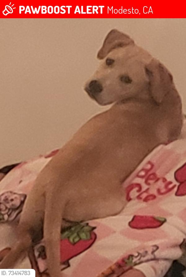 Lost Male Dog last seen Charleston/ colonial, Modesto, CA 95350