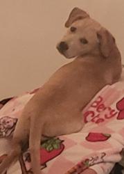 Lost Male Dog last seen Charleston/ colonial, Modesto, CA 95350
