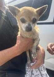 Found/Stray Male Dog last seen Cedar Ave and W Broadway Ave, Hawthorne, CA 90250