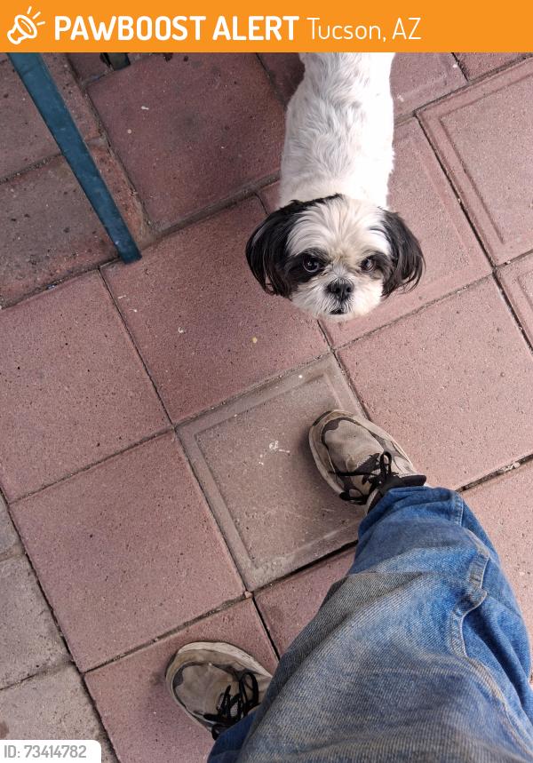 Found/Stray Female Dog last seen Budmore fairview, Tucson, AZ 85705