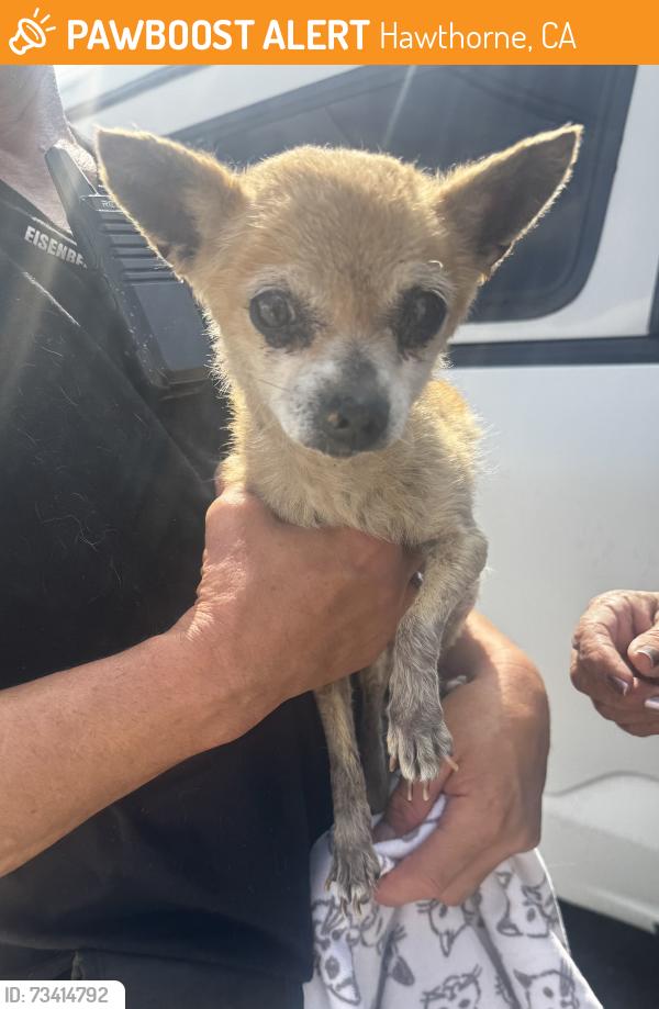 Found/Stray Male Dog last seen Cedar Ave and W Broadway Ave, Hawthorne, CA 90250