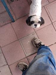 Found/Stray Female Dog last seen Budmore fairview, Tucson, AZ 85705