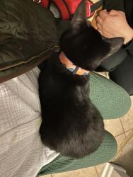 Found/Stray Unknown Cat last seen kara blvd, South Brunswick Township, NJ 08852
