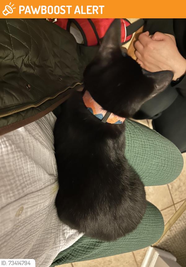 Found/Stray Unknown Cat last seen kara blvd, South Brunswick Township, NJ 08852