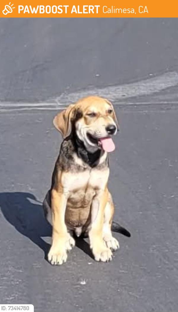 Found/Stray Male Dog last seen PLANTATION ON THE LAKE senior community, Calimesa, CA 92320
