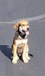 Found/Stray Male Dog last seen PLANTATION ON THE LAKE senior community, Calimesa, CA 92320
