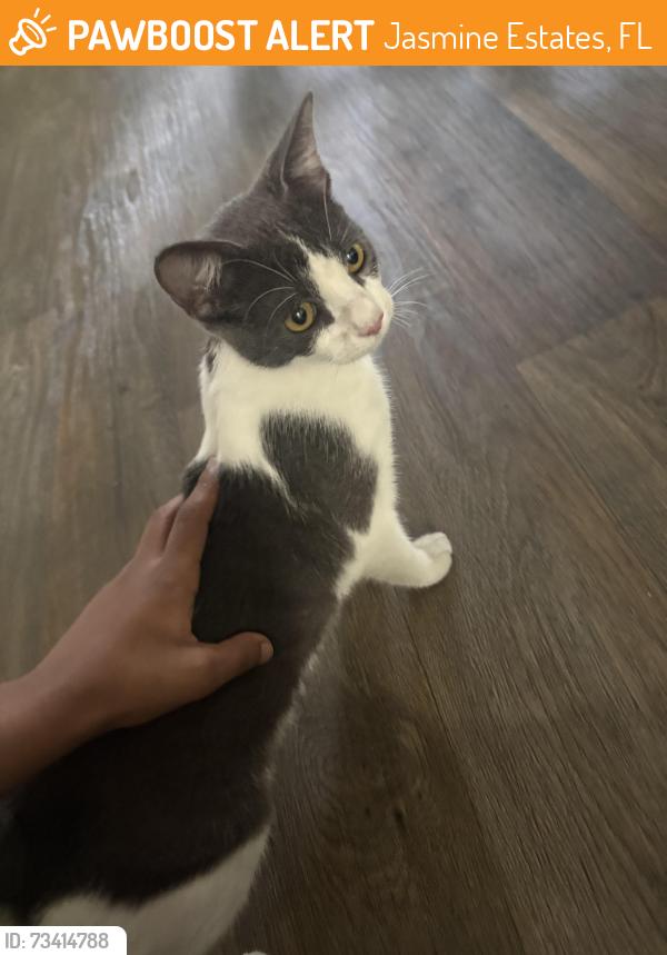 Found/Stray Unknown Cat last seen Little rd and San miguel, Jasmine Estates, FL 34668