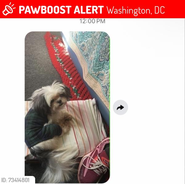 Lost Female Dog last seen Blaine st ne, Washington, DC 20019