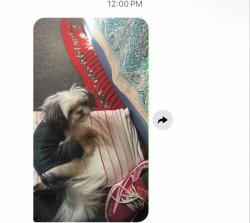 Lost Female Dog last seen Blaine st ne, Washington, DC 20019