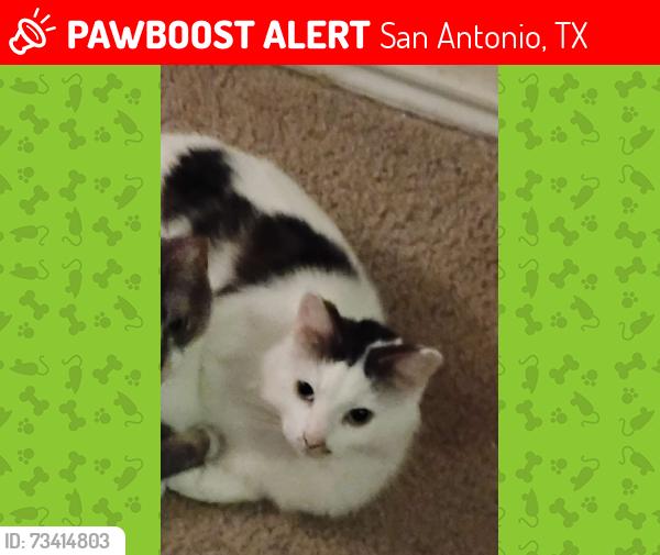 Lost Male Cat last seen Worldland Drive, San Antonio, TX 78217