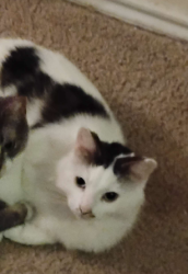 Lost Male Cat last seen Worldland Drive, San Antonio, TX 78217