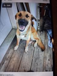 Found/Stray Male Dog last seen McCrary Ball Park, Asheboro, NC 27205
