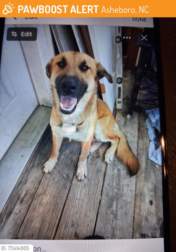Found/Stray Male Dog last seen McCrary Ball Park, Asheboro, NC 27205
