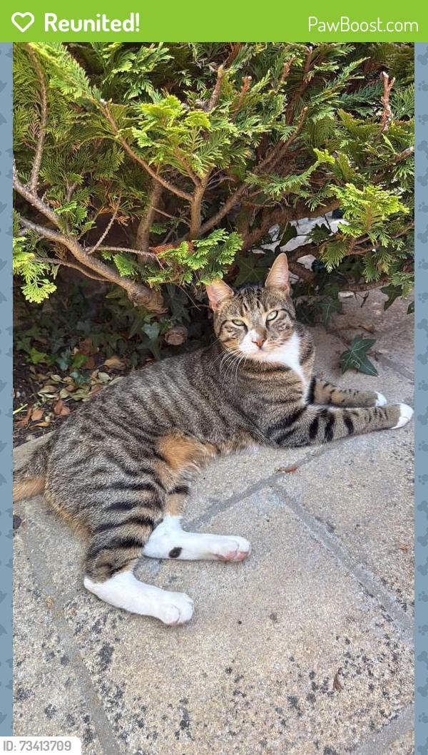 Reunited Male Cat last seen The cressinghams, Epsom High Street, The Parade, Heathcote Road, Surrey, England 