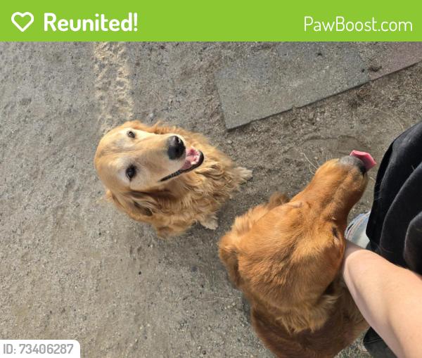 Reunited Female Dog last seen Near Lakeview Ave, Nuevo, CA 92567, Nuevo, CA 92567