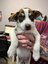 Shelter Stray Female Dog last seen Bexar County, 3353 Morningside Dr, New Braunfels, TX 78132, USA