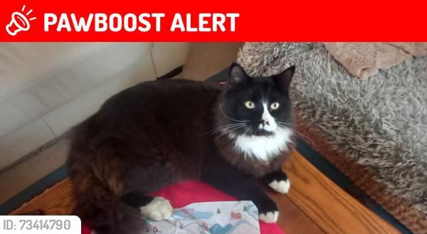 Lost Male Cat last seen Layhams Road, BR2 6AR, static caravans sites, Greater London, England BR2 6AR