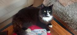 Lost Male Cat last seen Layhams Road, BR2 6AR, static caravans sites, Greater London, England BR2 6AR
