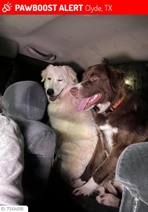 Lost Female Dog last seen Cowboy church, Clyde, TX 79510